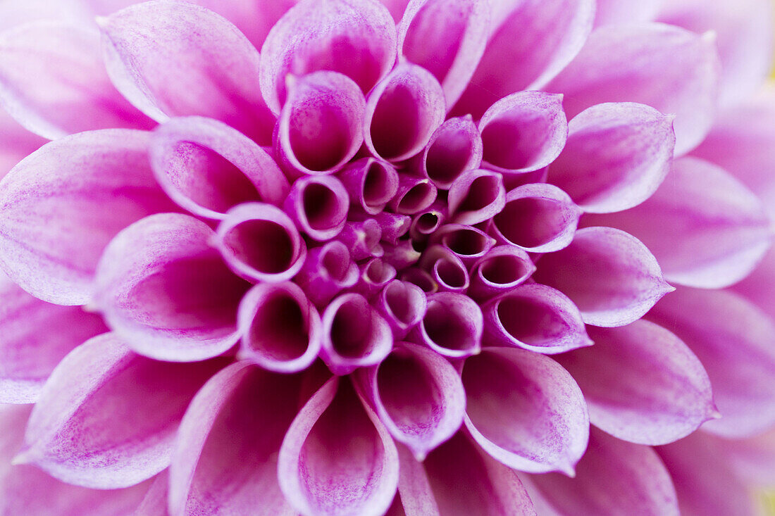 Dahlia species