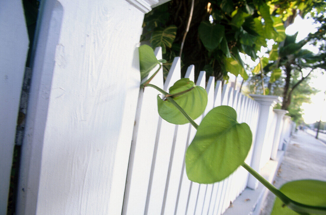 Fence. Key West. Florida. USA