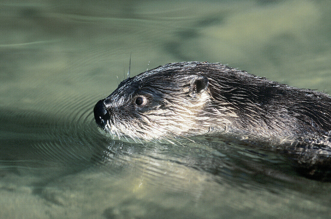 River Otter (Lontra canadensis)