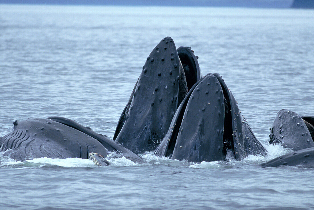 Humpback Whales. Alaska. USA