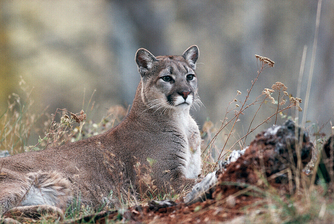 Cougar (Felis concolor) at rest