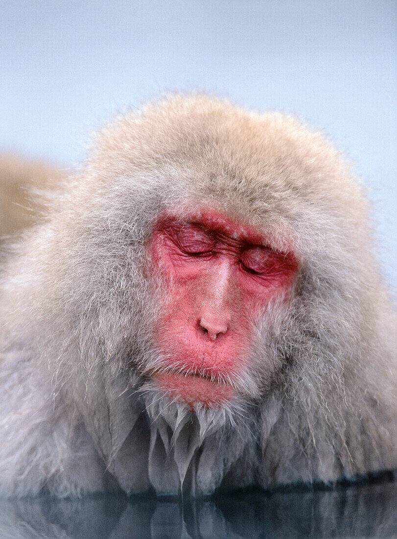 Japanese macaque (Macata fuscata). Japan.
