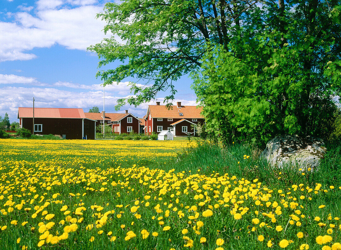 Houses and Dandelions field (Taraxacum vulgaria). Dalarna. Sweden