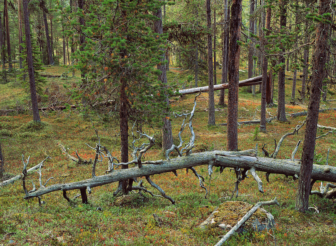 Pine forest in spring. Sweden