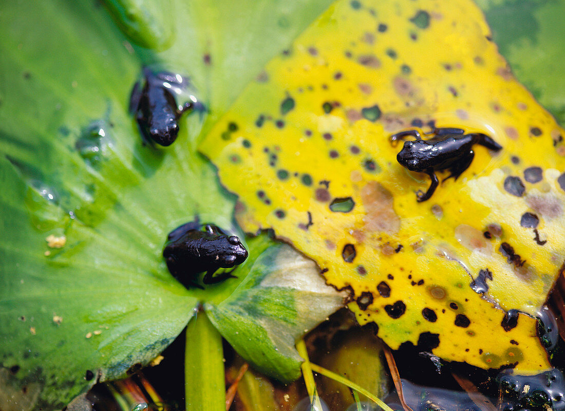 Common Toads (Bufo bufo) on leaves. Sweden