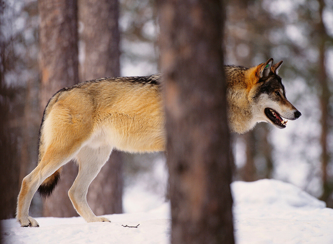 Wolf (Canis lupus). Västerbotten. Sweden