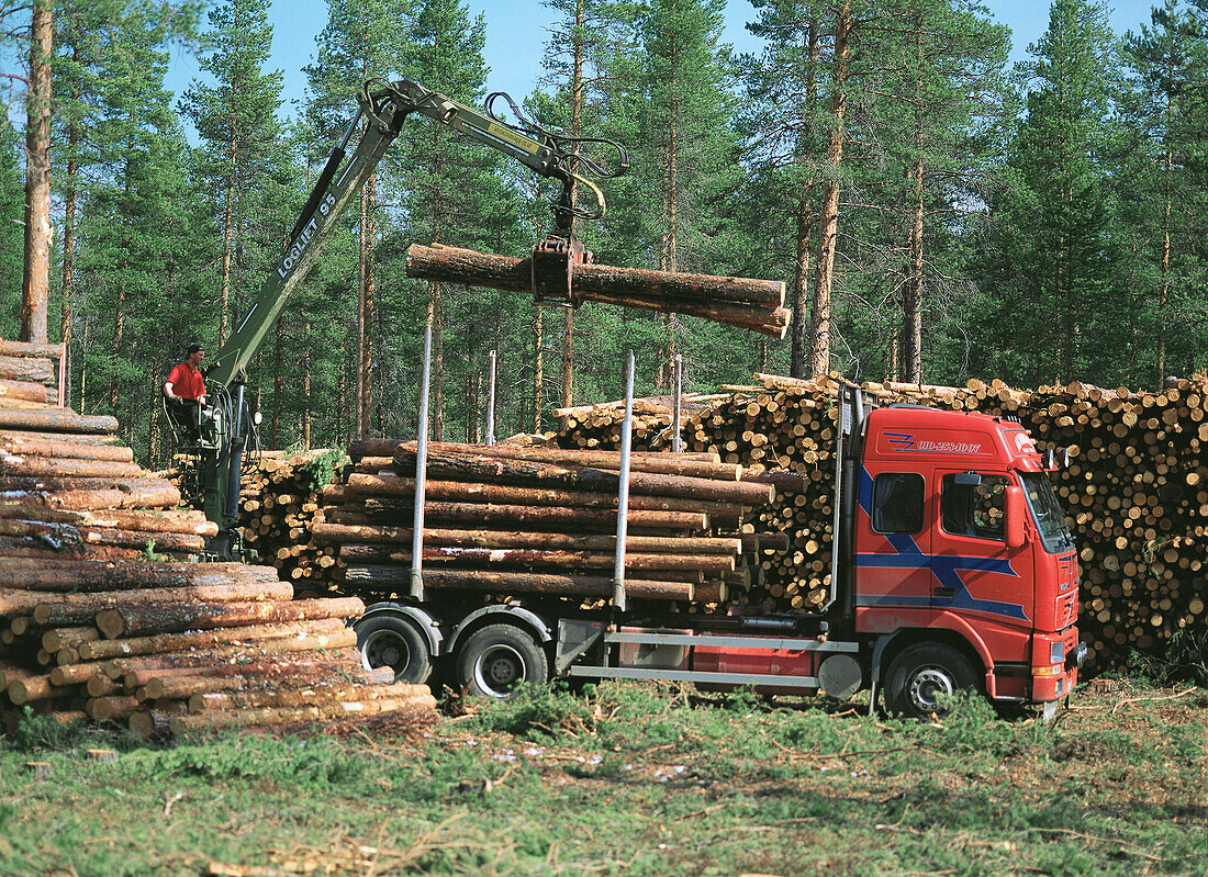 Loading timber. Västerbotten. Sweden