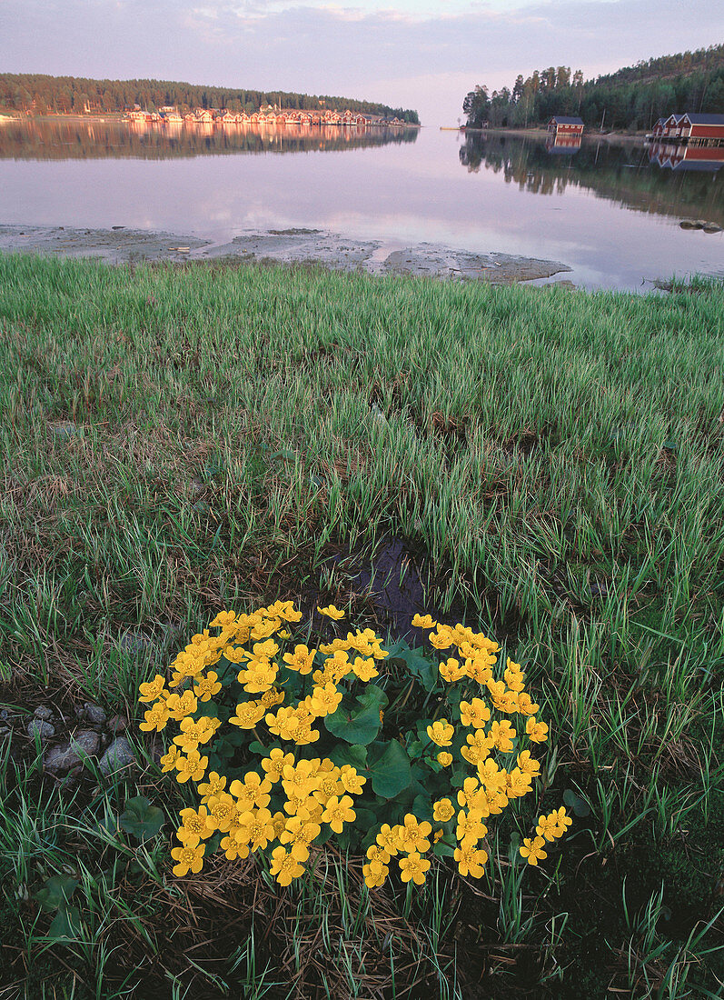 Marsh Marigold (Caltha palustris) behind the shore. Ångermanland. Sweden