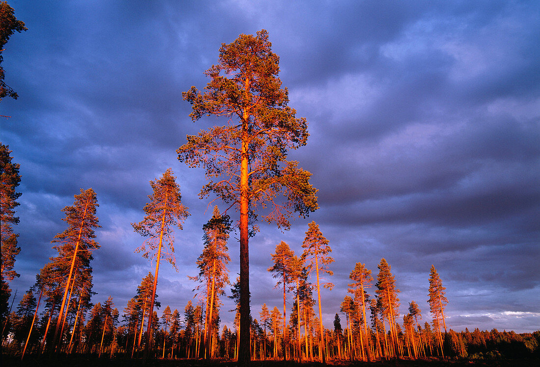 Scots pines (Pinus sylvestris). Västerbotten. Sweden