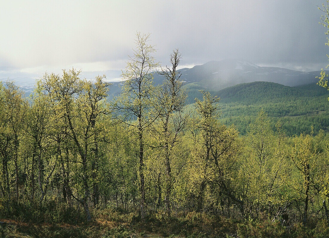 Mountain birches in spring. Ammarnäs. Lapland. Sweden