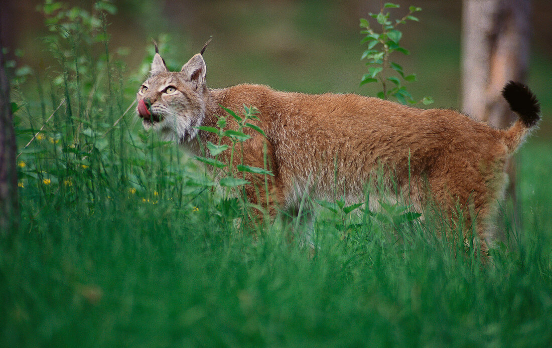 Lynx (Felis lynx). Västerbotten. Sweden