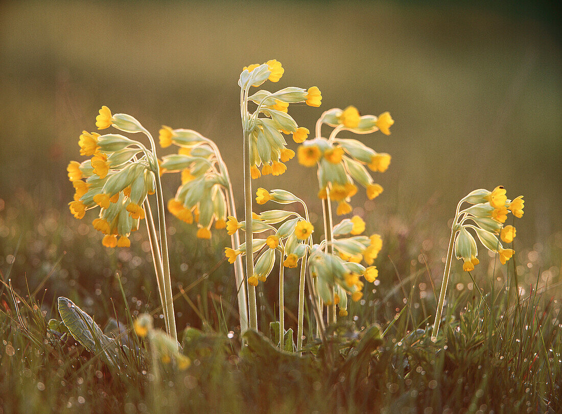 Cowslip (Primula veris). Sweden