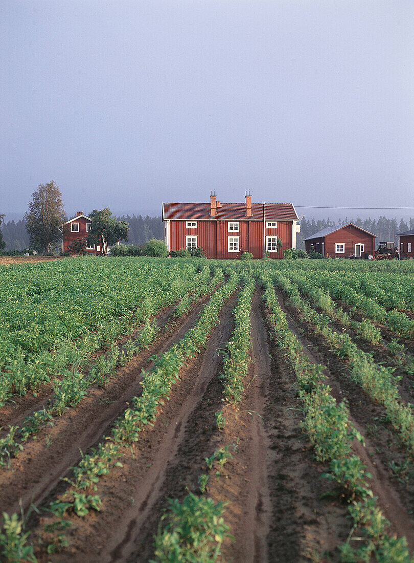 Potato fields and houses. Västerbotten. Sweden