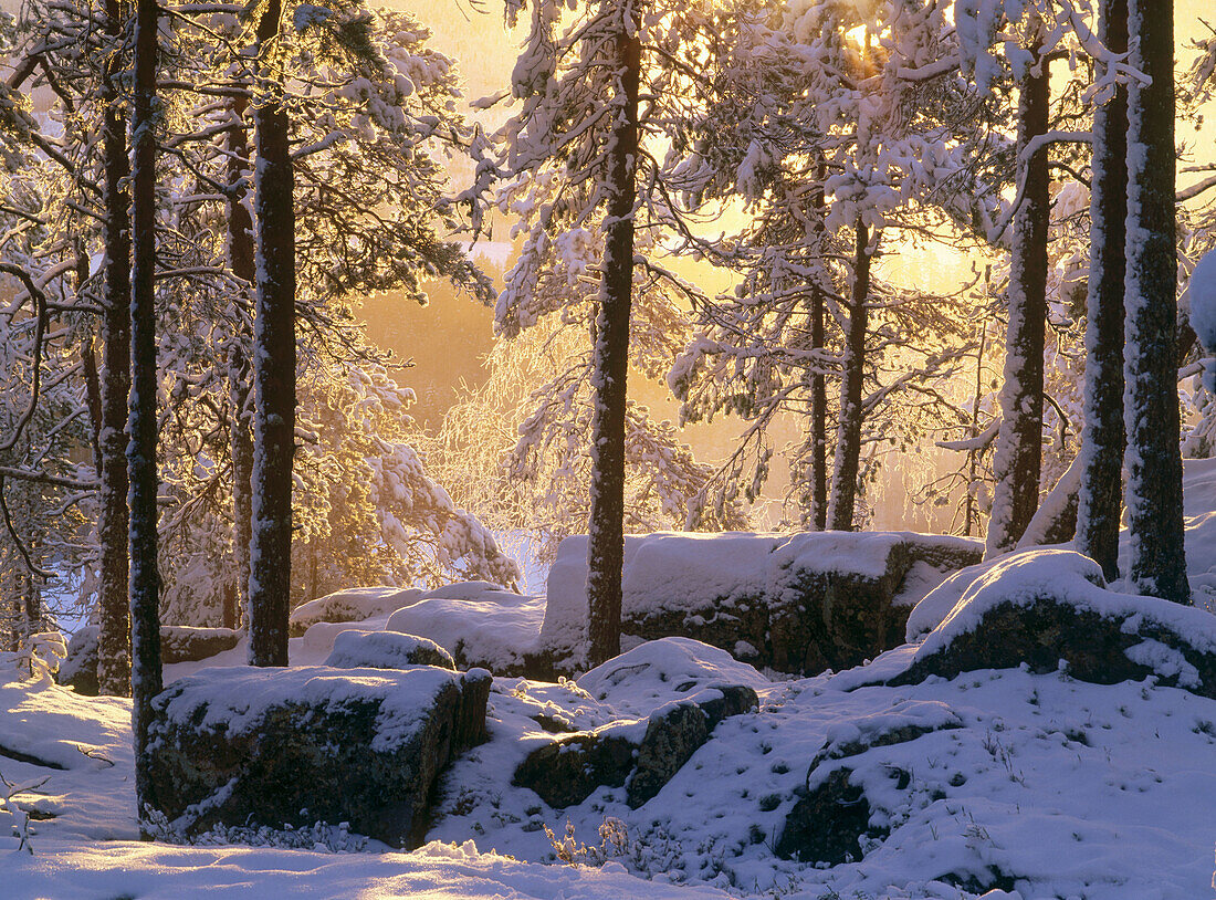 Snowy Pine forest. Västerbotten. Sweden