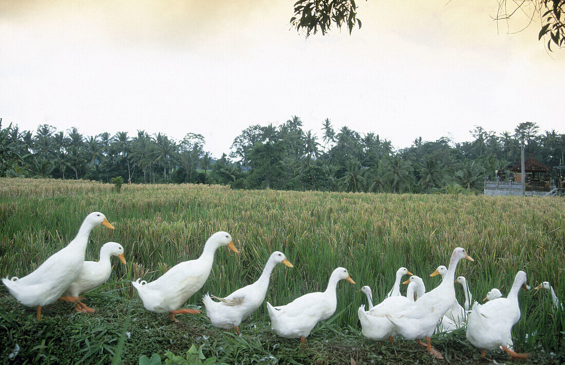 Countryside scene in Bali Island, Indonesia