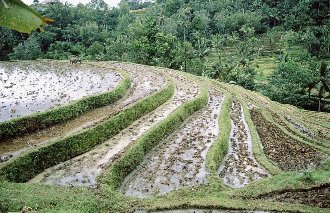 Rice fields in Bali Island. Indonesia