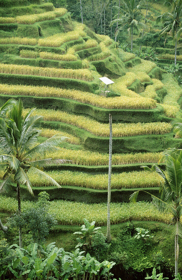 Rice fields in Bali. Indonesia