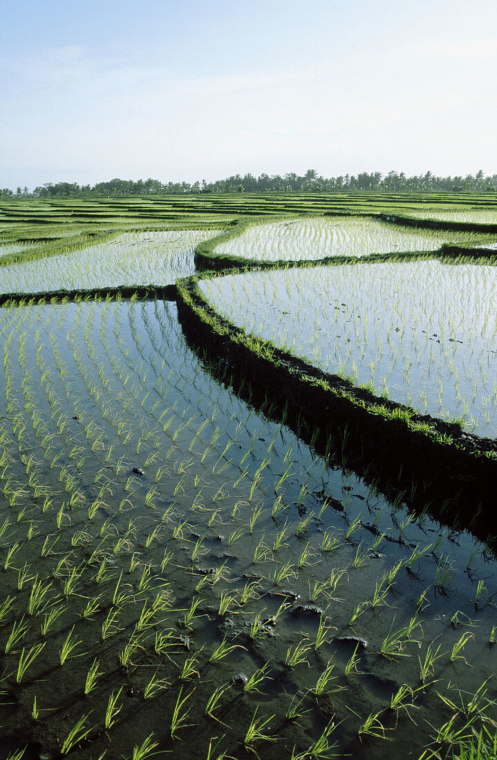 Rice fields in Bali Island. Indonesia