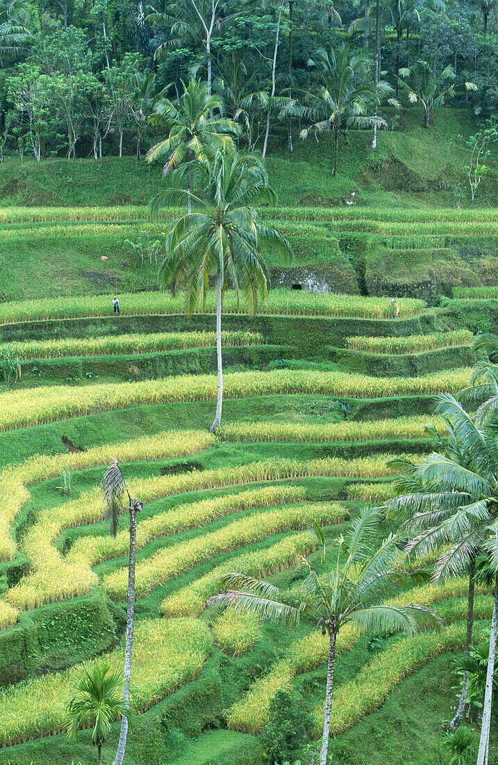 Rice fields in Bali Island. Indonesia