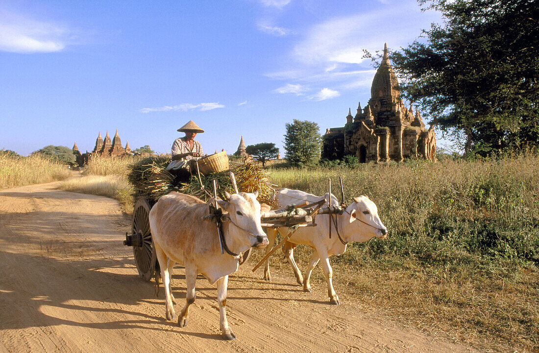 Cattle cart and pagodas. Bagan. Myanmar (Burma)