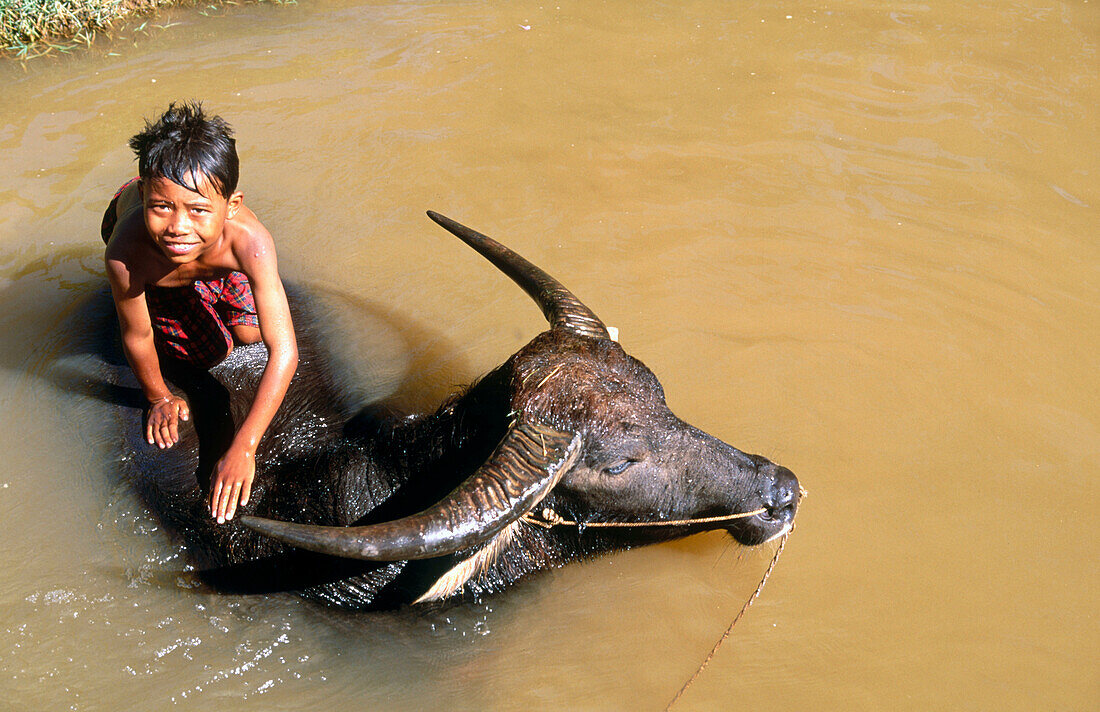 Boy with water buffalo. Inle Lake. Shan State. Myanmar.