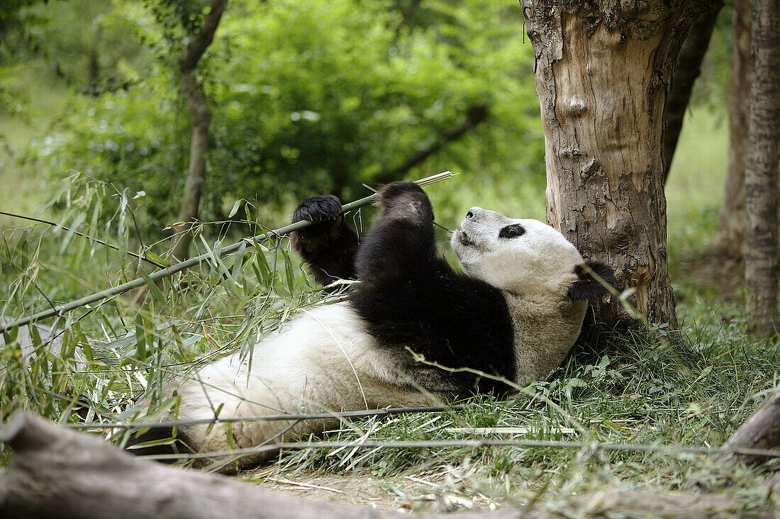 Giant Panda (Ailuropoda melanoleuca) at the Giant Panda Breeding Center of Chengdu. Sichuan, China