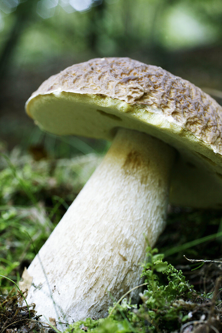 Mushroom. Latin: Boletus Edulis.