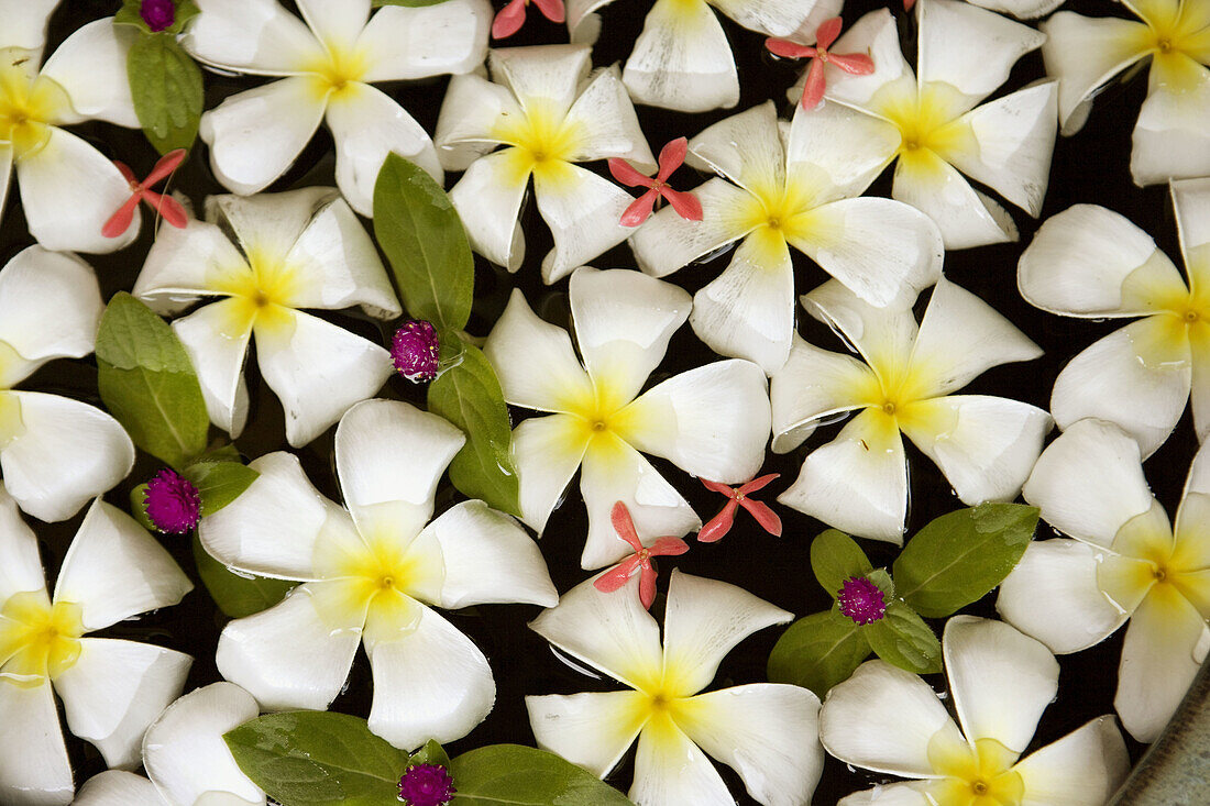 Frangipani flowers in water bowl. Thailand.