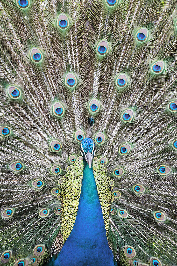 Malaysia, Pulau Pangkor Laut. Peacock.