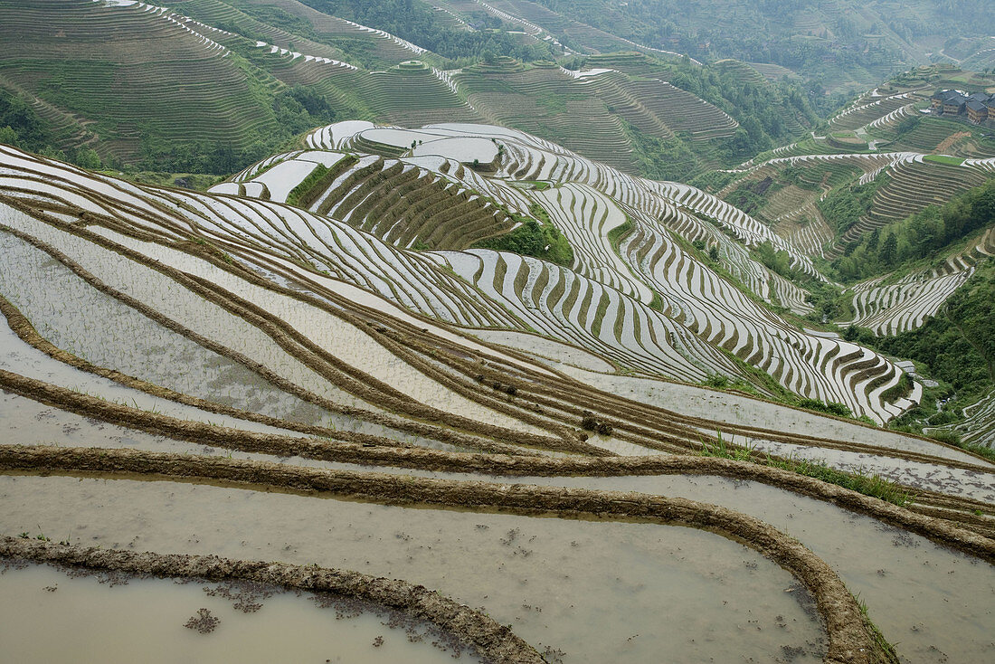 Terraced rice fields. Guilin. Longsheng. Guangxi Province. China.