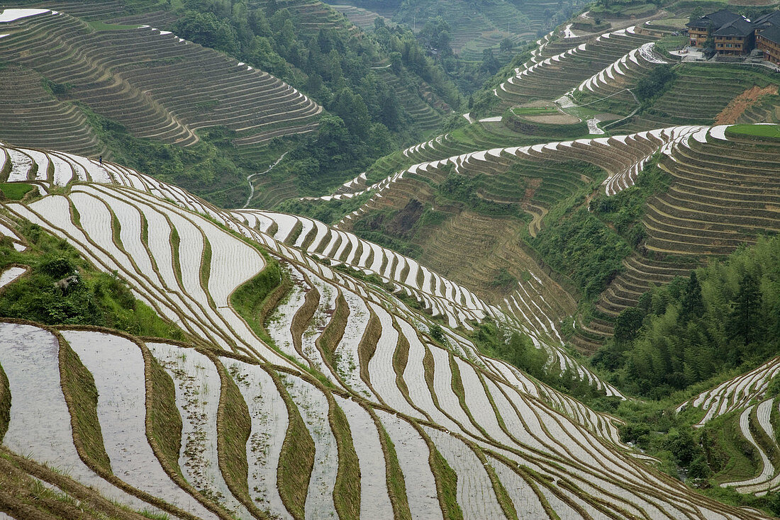 Terraced rice fields. Guilin. Longsheng. Guangxi Province. China.