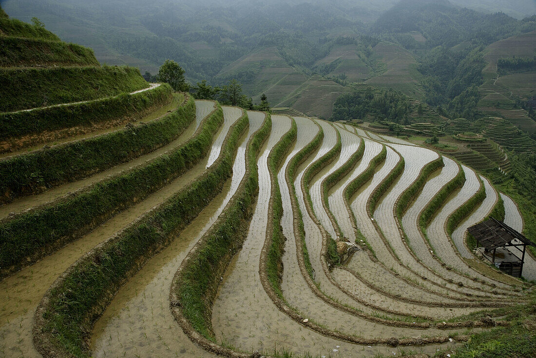 Terraced rice fields. Guilin. Longsheng. Guangxi Province. China.