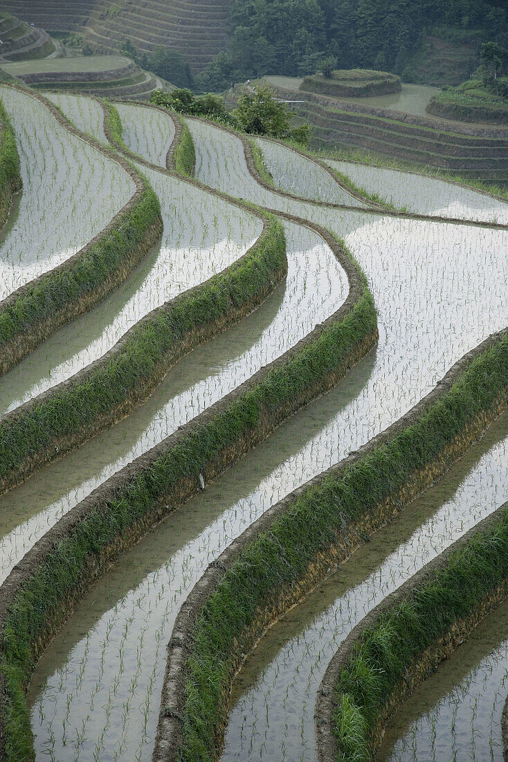 Terraced rice fields. Guilin. Longsheng. Guangxi Province. China.