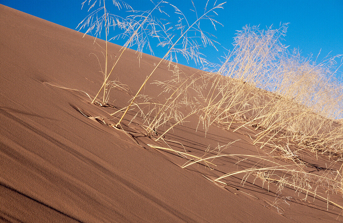  Amerika, Außen, Detail, Details, Dürre, Ende, Farbe, Getrocknet, Gras, Hitze, Horizontal, Konzept, Konzepte, Landschaft, Landschaften, Mountain Region USA, Nahaufnahme, Nahaufnahmen, Natur, Nordamerika, Ökosystem, Ökosysteme, Pflanze, Pflanzen, Sand, Tag