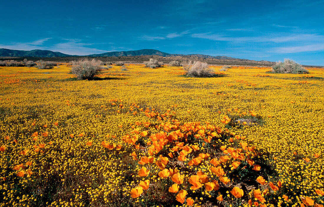 Goldfields and poppies in Antelope Valley. California. USA