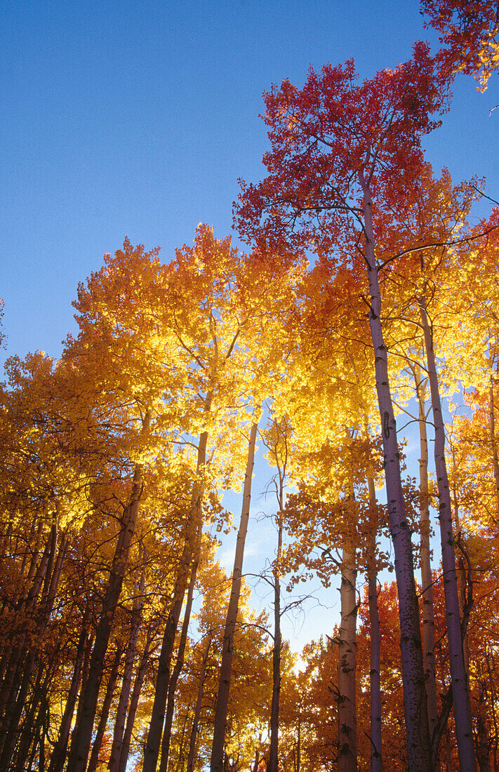 Fall. Eastern Sierras. California. USA