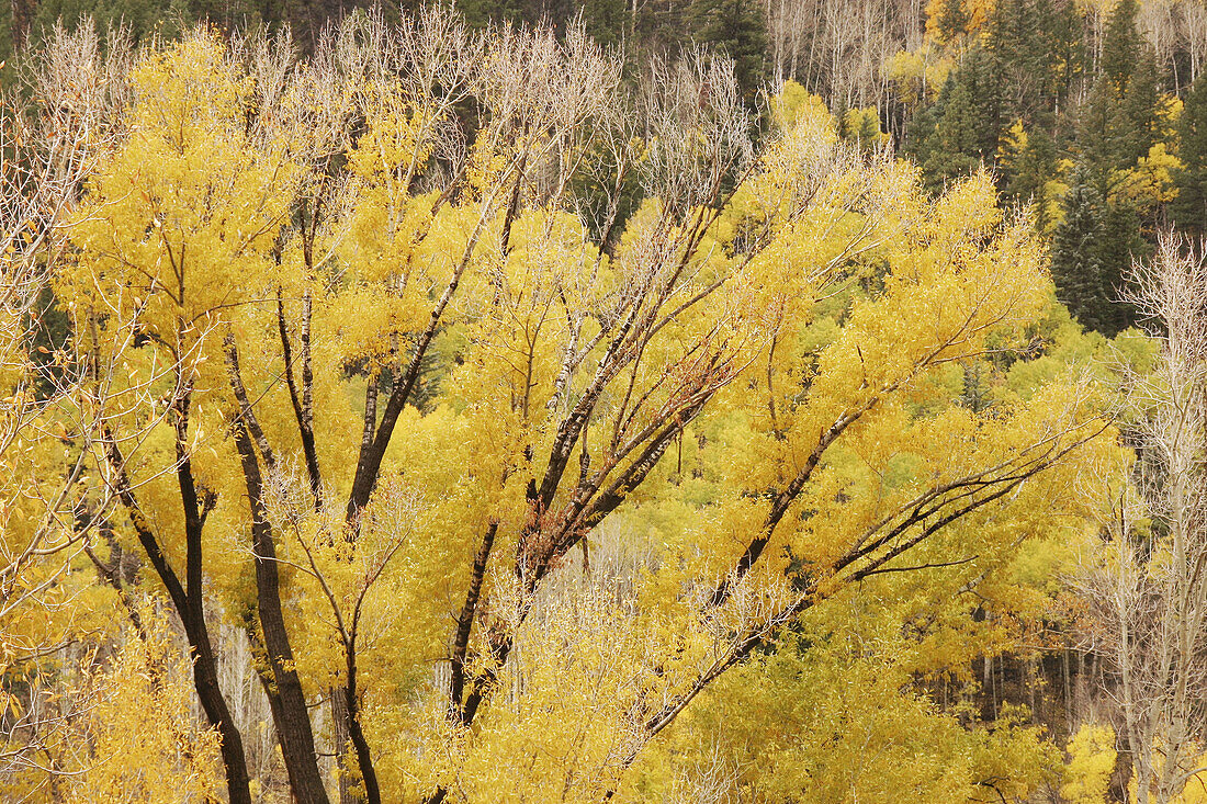 Cottonwood, San Juan Mountains. Colorado, USA. Fall, 2004