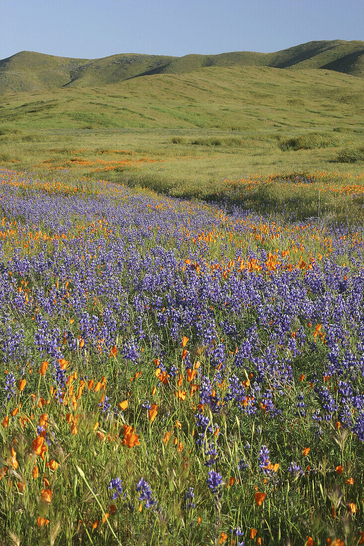 Lupine and Poppies. Carrizo Plain, California, USA. Spring, 2005