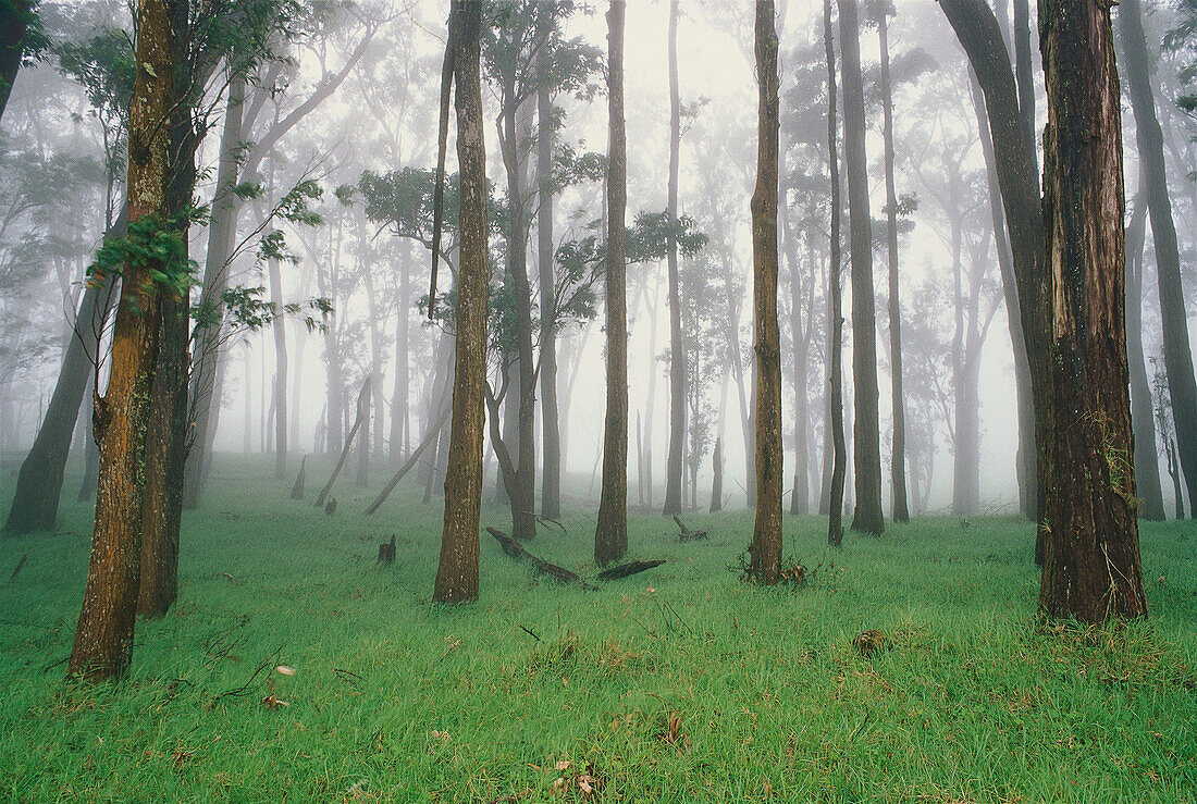 Trees in fog. Kohala Mountains. The Big Island, Hawaii. USA