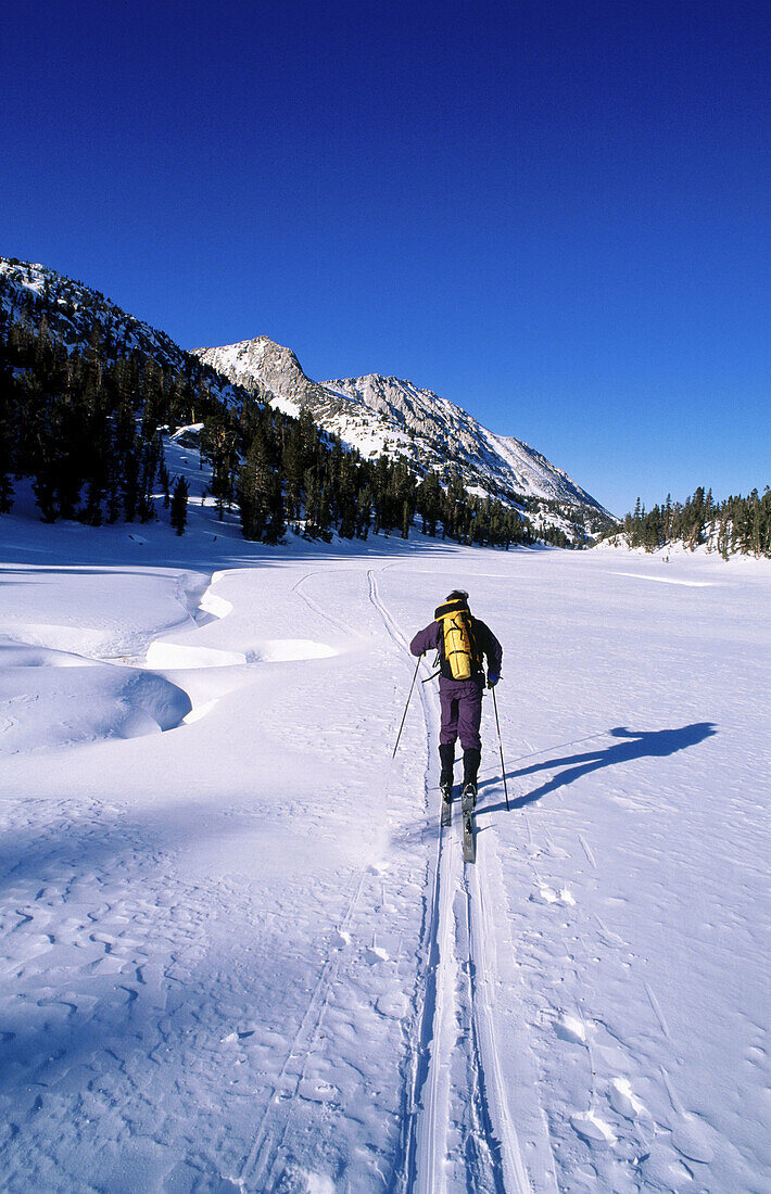 John Muir Wilderness. Skier crossing a snowy meadow in the Little Lakes Valley. Inyo National Forest. California. USA