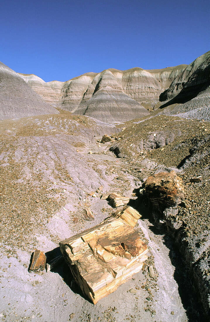 Petrified Forest National Park. Arizona. USA.