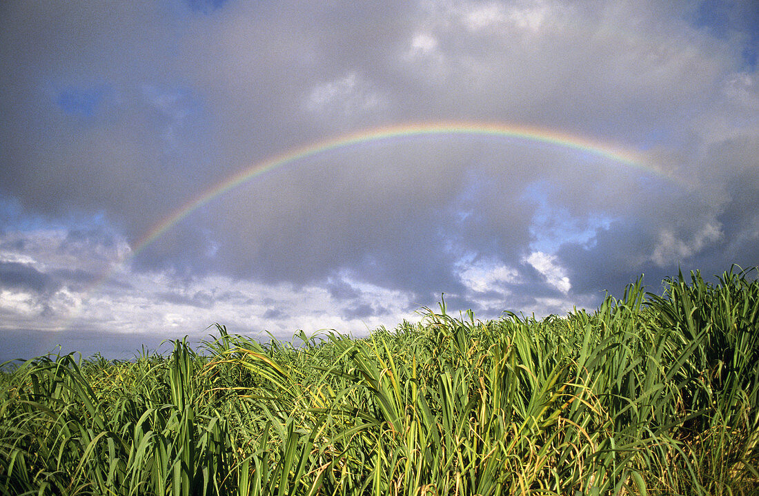 Rainbow over sugar cane field. Humakua Coast. The Big Island. Hawaii. USA