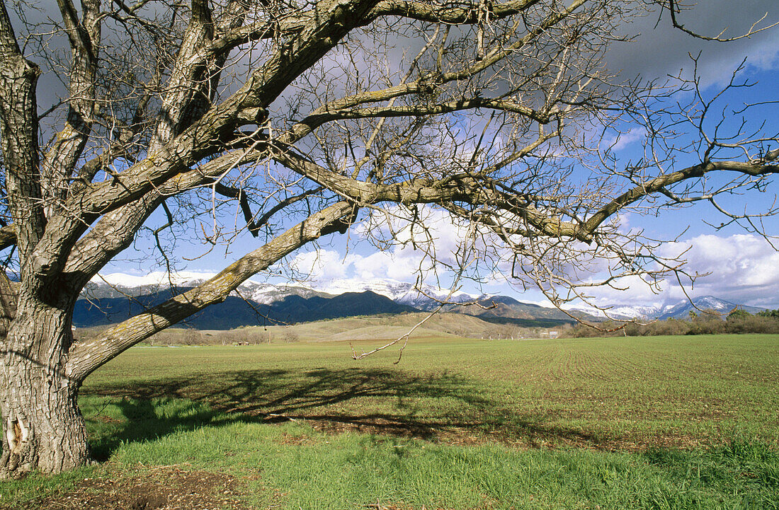 Walnut tree under the Topa Topa Mountains, Upper Ojai Valley. California. USA