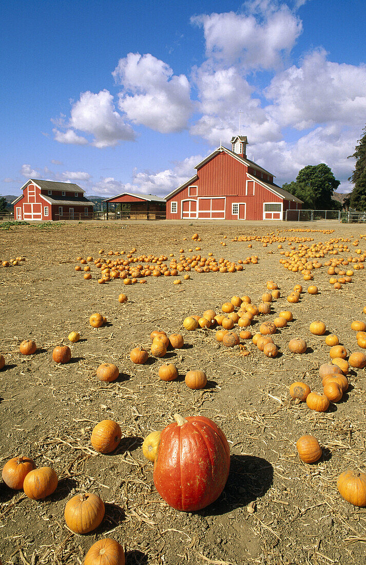 Pumpkin patch at the Faulkner Farm. Santa Paula. California. USA