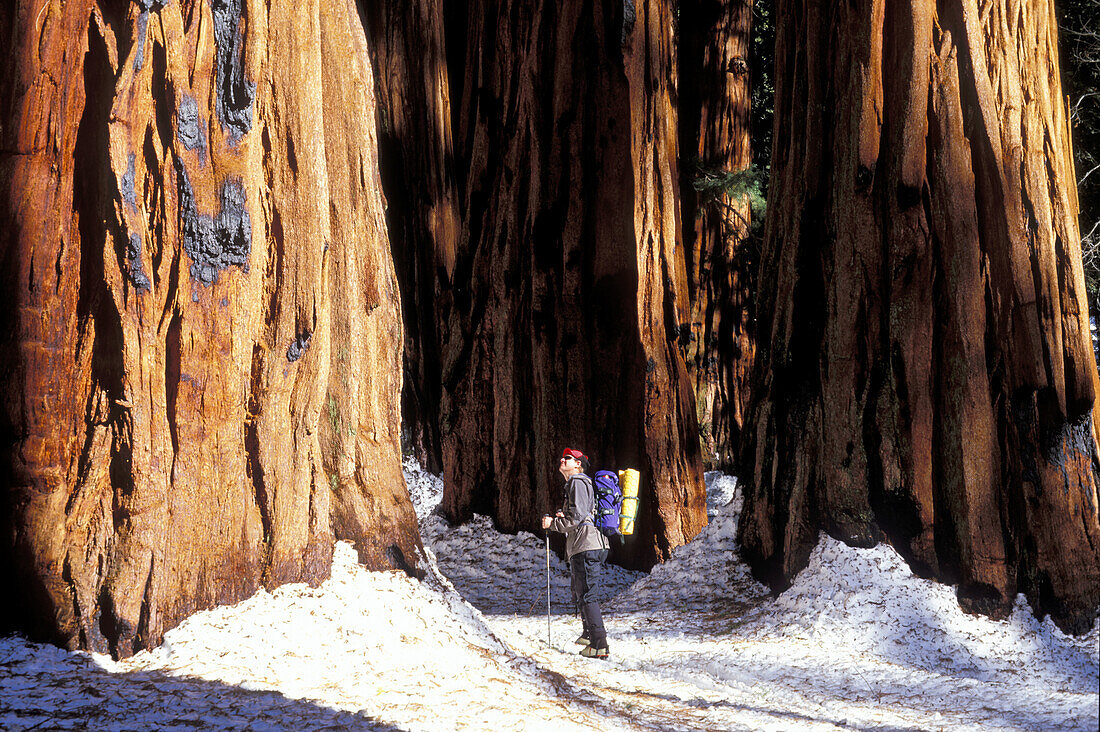 Backcountry skier looking up at Giant Sequoias in the Senate Grove. Giant Forest. Sequoia National Park. California. USA