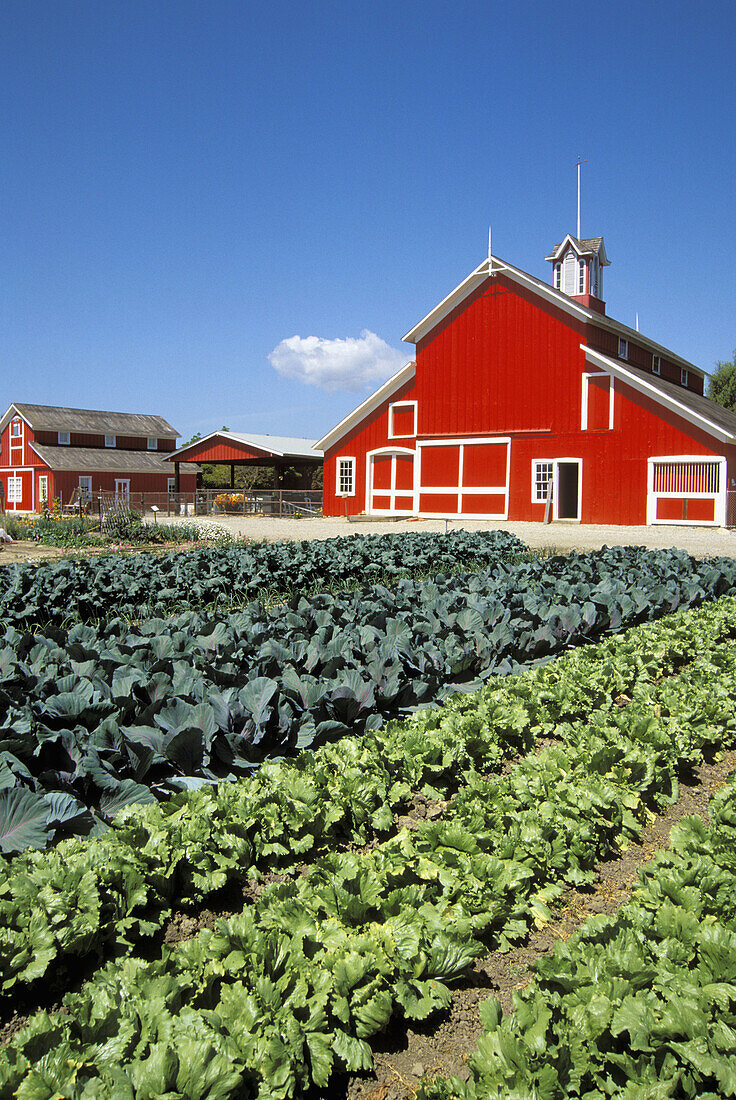 Vegetables and red barn at the Faulkner Ranch. Santa Paula. California. USA