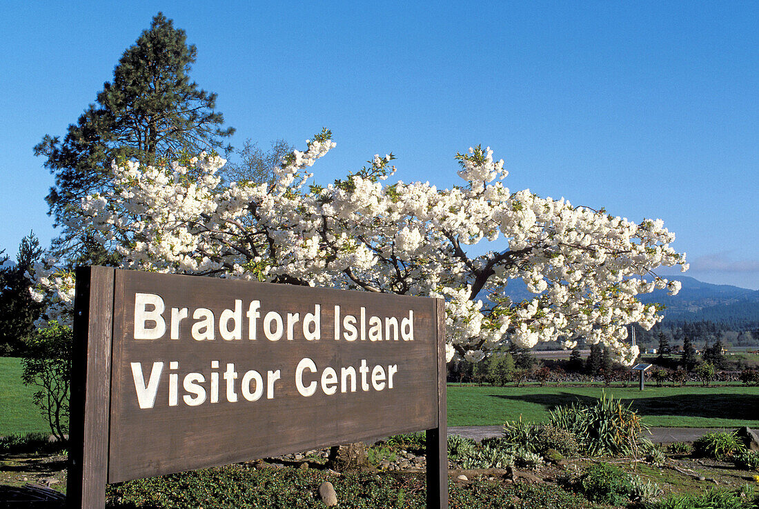 Spring blossoms at the Bradford Island Visitor Center at Bonneville Dam. Columbia River Gorge National Scenic Area. Oregon. USA