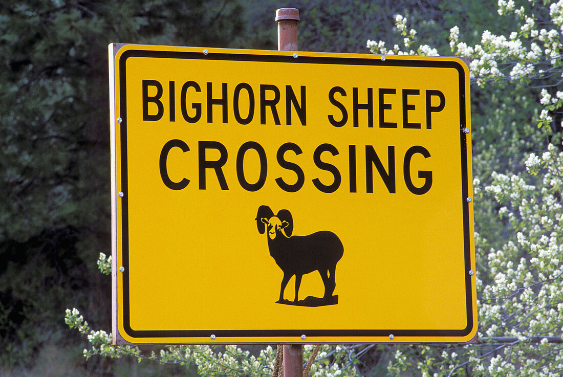Bighorn sheep crossing sign at Oxbow Bend along the Snake River. Hells Canyon. Oregon. USA