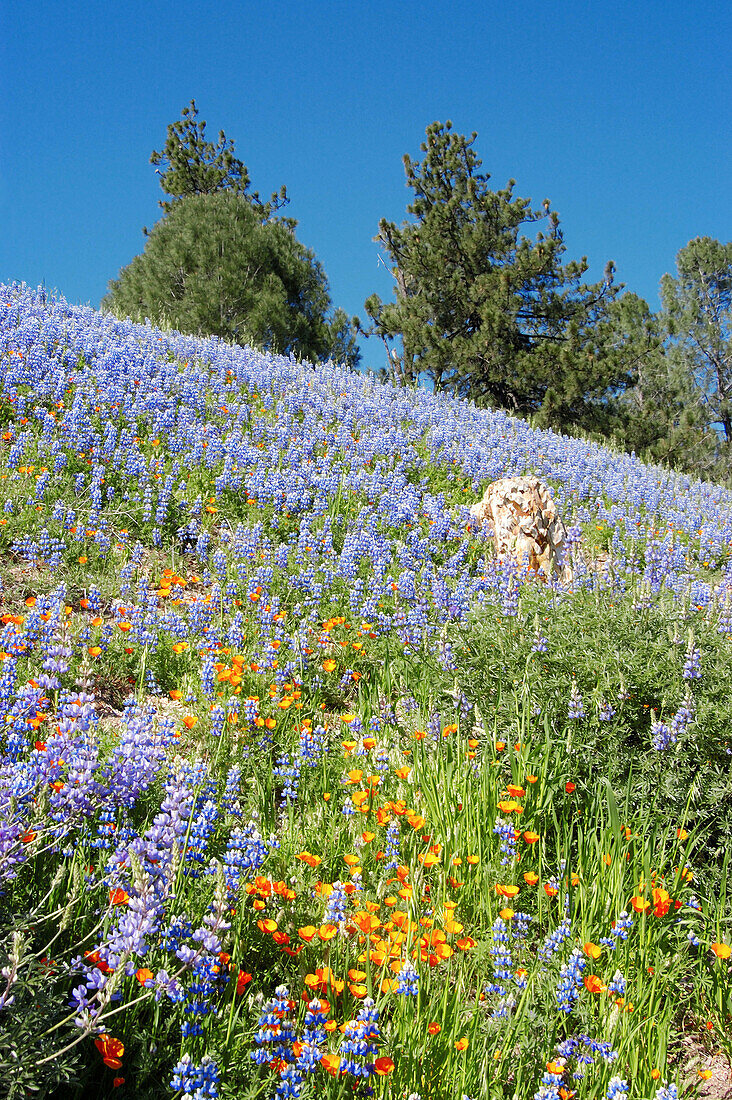 California Poppies (Eschscholzia californica) and Lupine (Lupinus sparsiflorus) on hillside, Figueroa Mountain, Los Padres National Forest, California