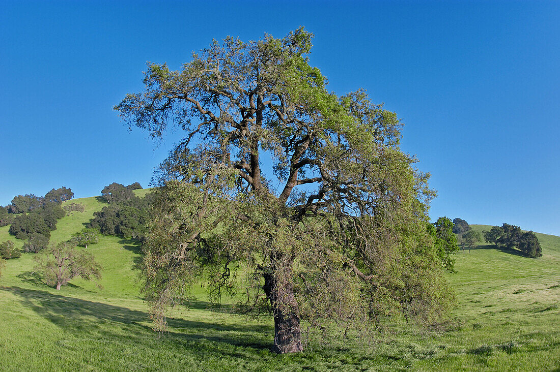California oaks, Santa Ynez Valley, Santa Barbara County, California